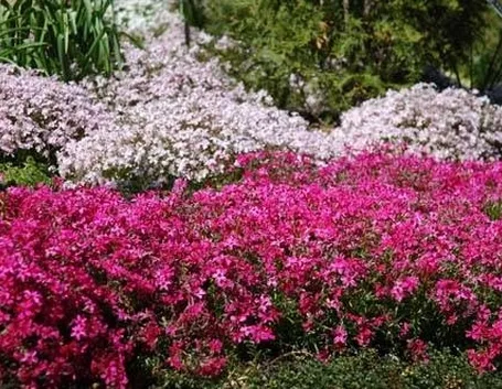 phlox
