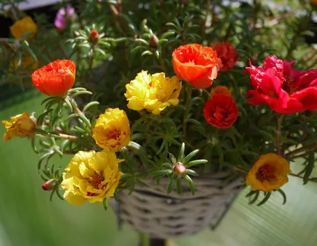 Portulaca a fiori viola