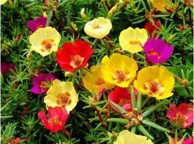Composizione variegata di portulaca