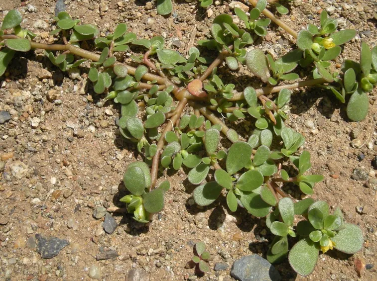 Portulaca coltivata a terra