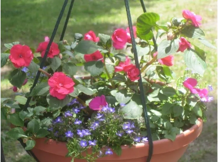Portulaca coltivata in vaso