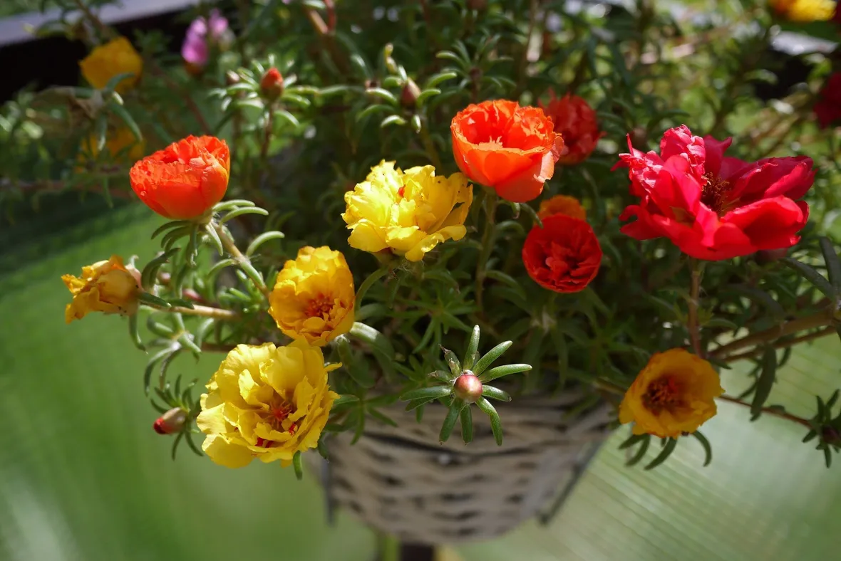 Portulaca a fiori viola