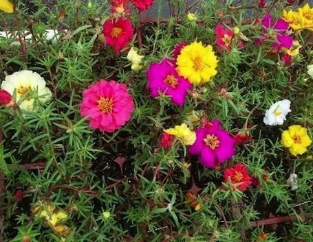 Esemplari di portulaca perenne di vari colori