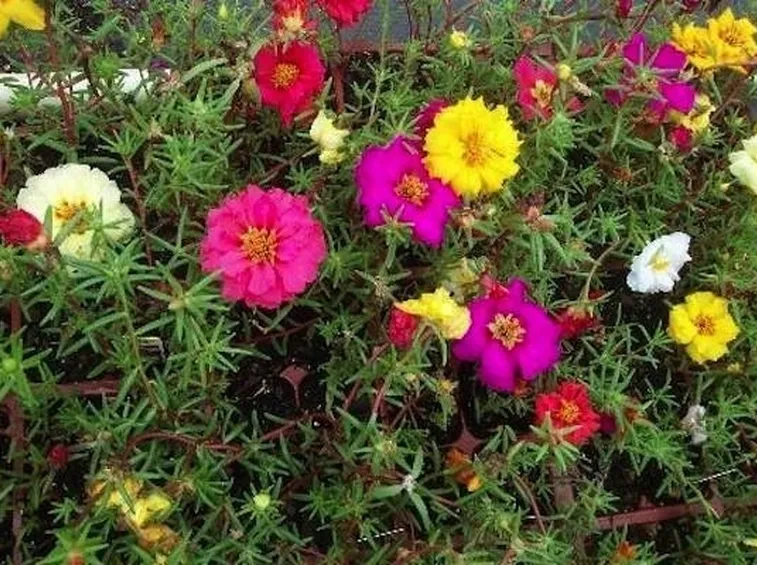 Esemplari di portulaca perenne di vari colori