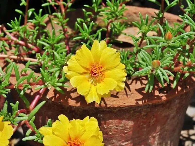 Un esemplare di portulaca perenne coltivata in vaso