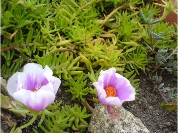Un particolare dei fiori di una portulaca perenne