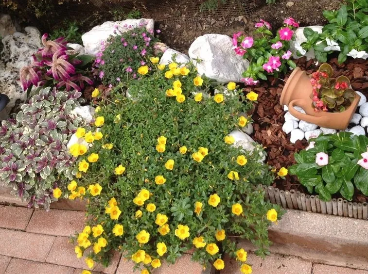 Una portulaca perenne dai fiori gialli in un giardino con rocce