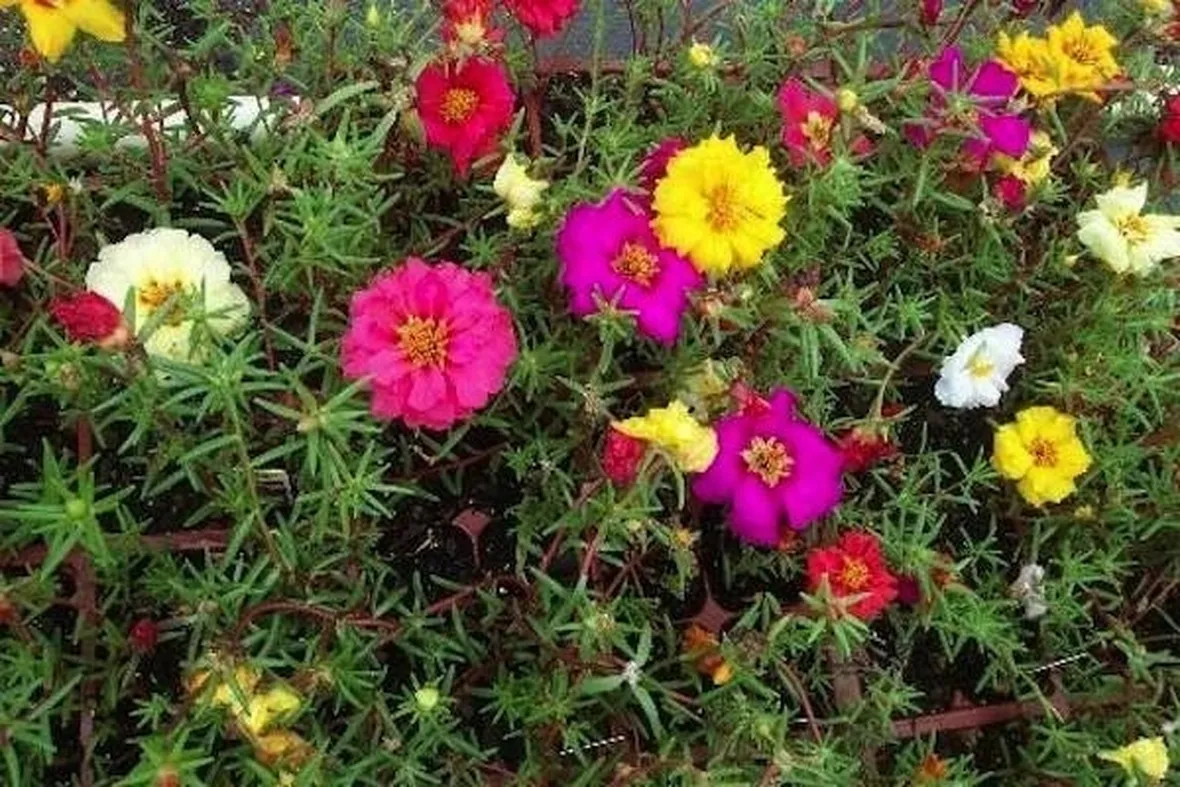 Esemplari di portulaca perenne di vari colori