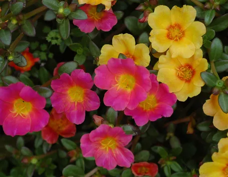 Fiori colorati di Portulaca