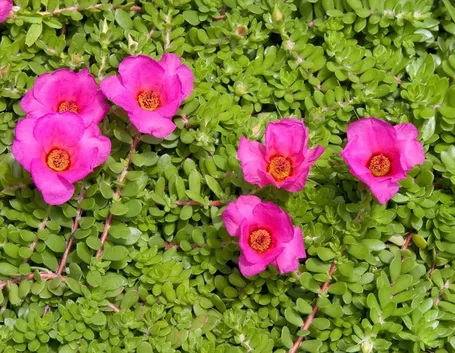 portulaca con fiori