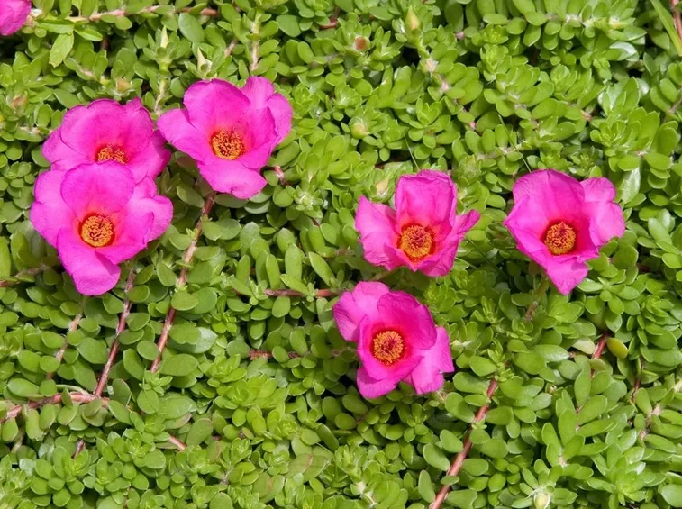 portulaca con fiori