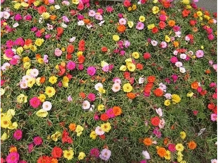 vari colori