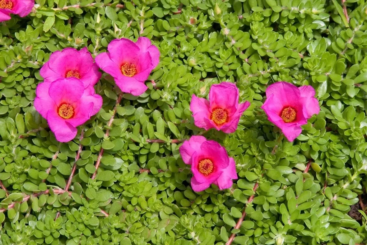 portulaca con fiori