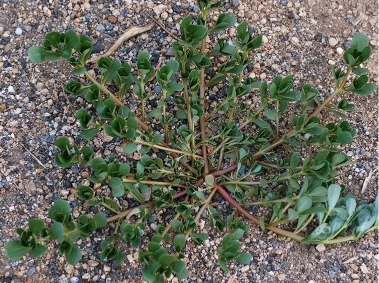 portulaca oleracea