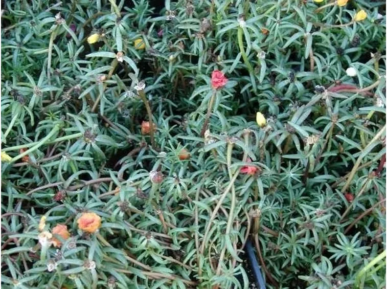 portulaca grandiflora