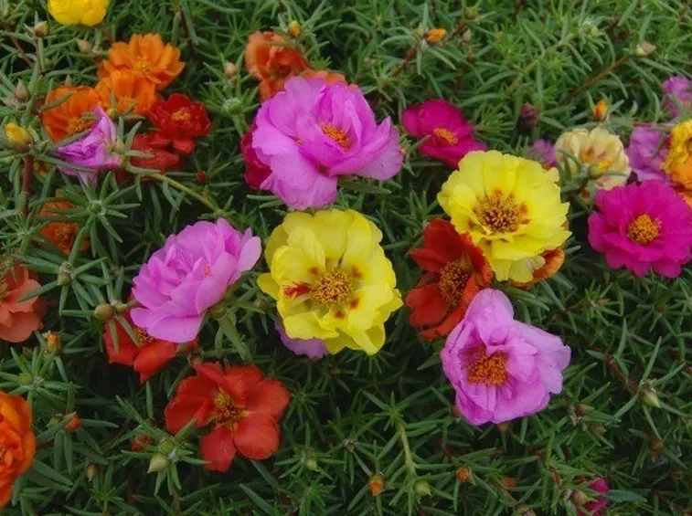 fiori di portulache