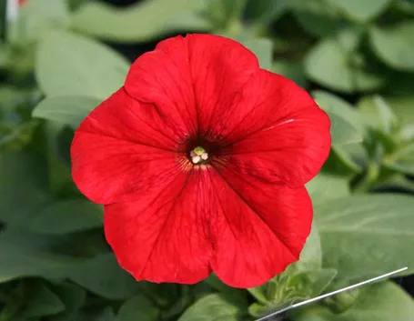 Fiore potunia