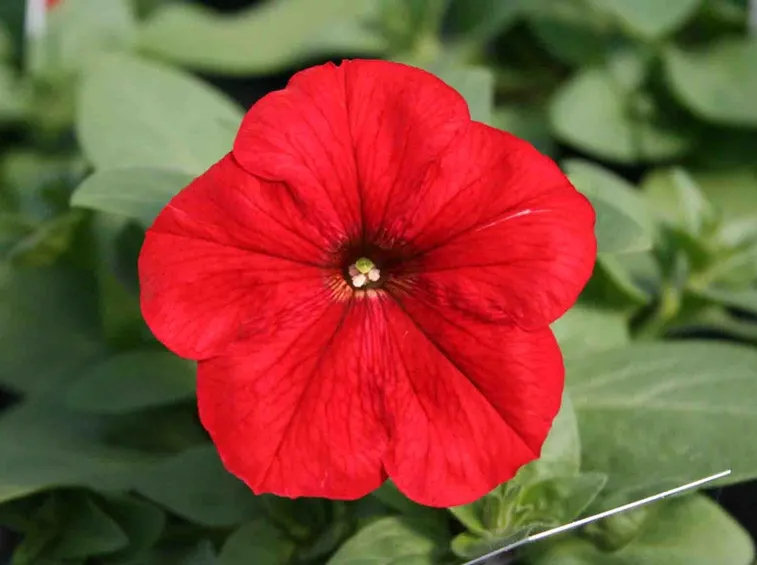 Fiore potunia