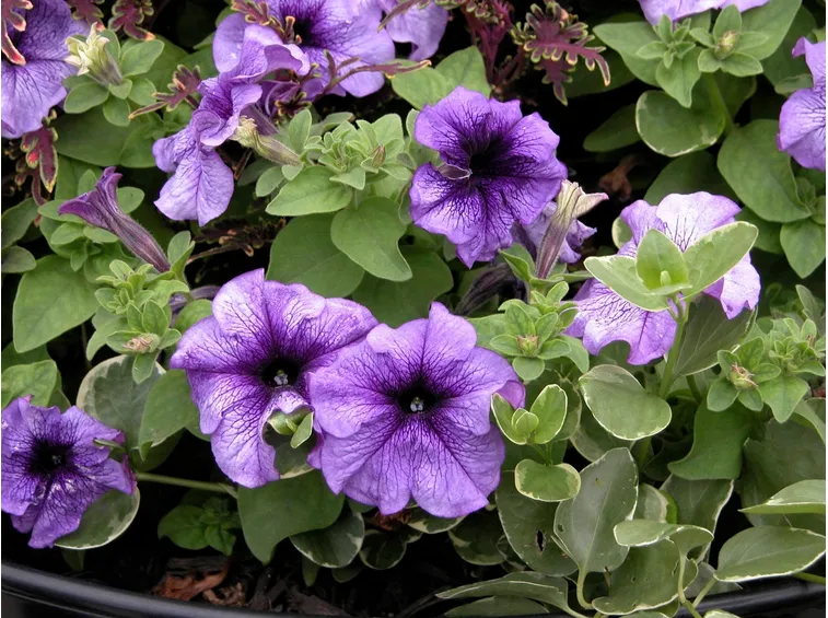 Germogli potunia