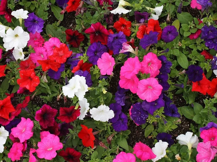 Petunia fioritura