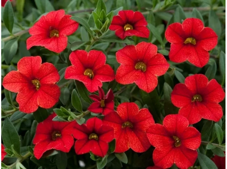 Fiore potunia