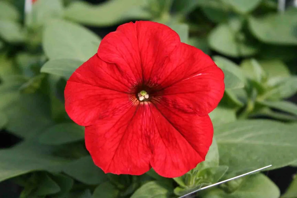 Fiore potunia