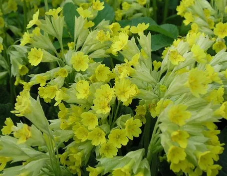 piantina di primula