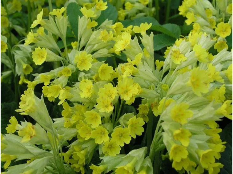 piantina di primula