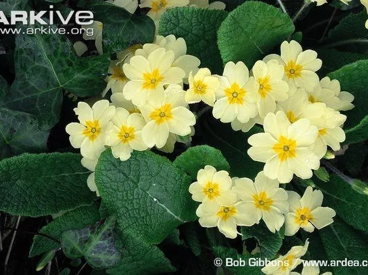 primula veris