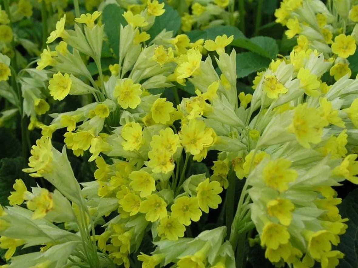 piantina di primula