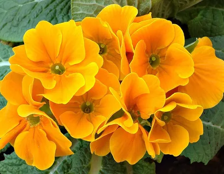 primula