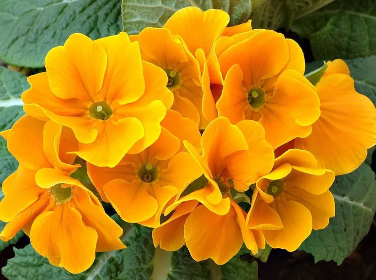 primula