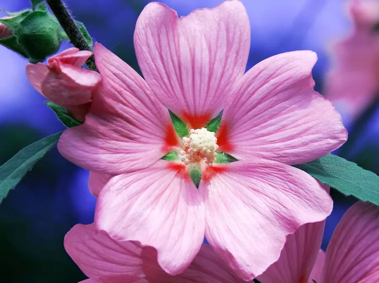 primula