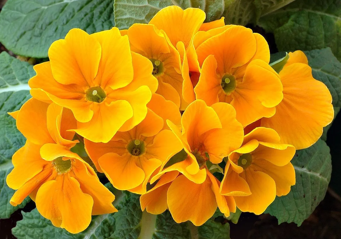 primula