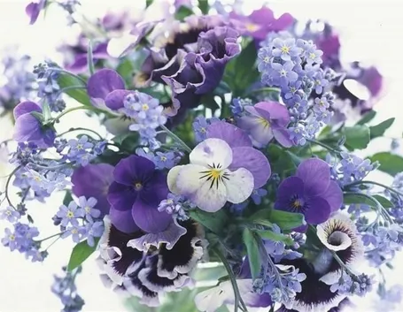 viola del pensiero