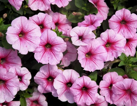 Petunie rosa