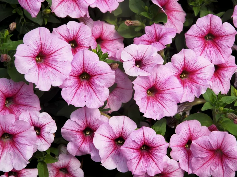 Petunie rosa
