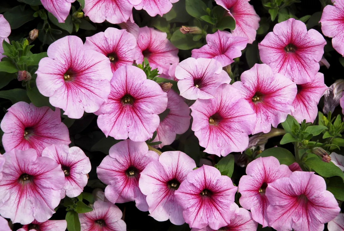 Petunie rosa