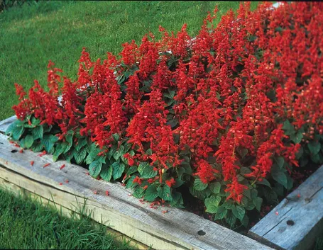 Piante di salvia splendens dai tipici fiori rossi
