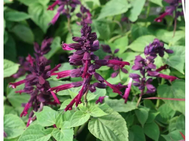 Un esemplare di salvia splendens dai fiori color porpora