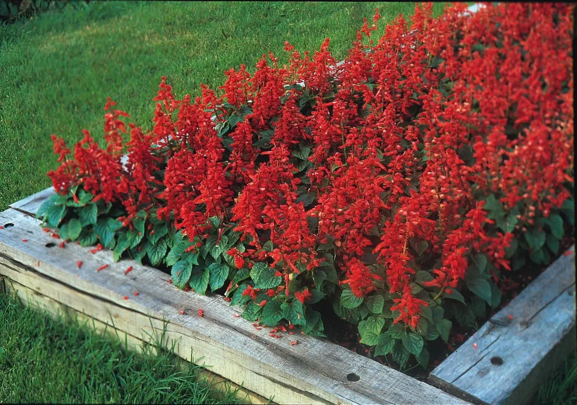 Piante di salvia splendens dai tipici fiori rossi