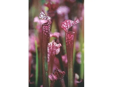 Sarracenia
