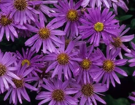 Settembrini Aster Frikartii