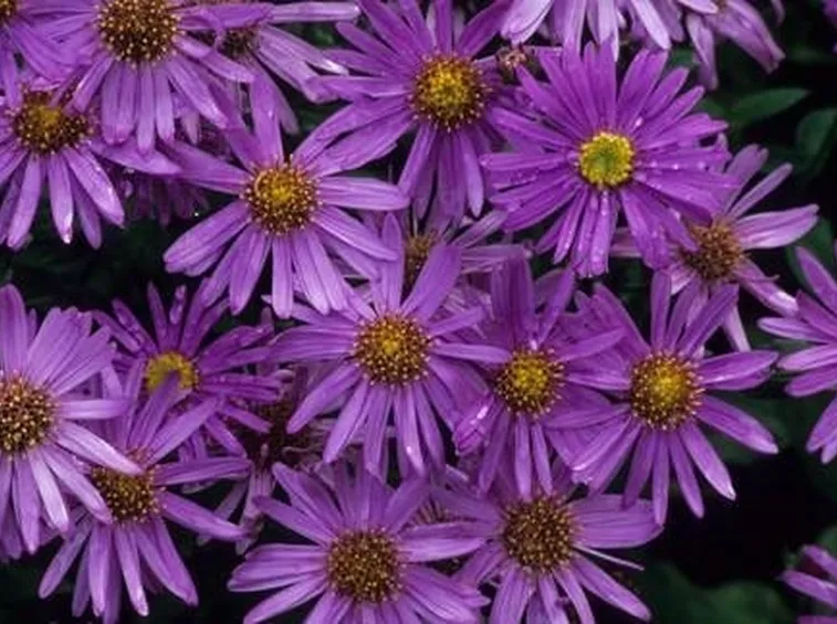Settembrini Aster Frikartii