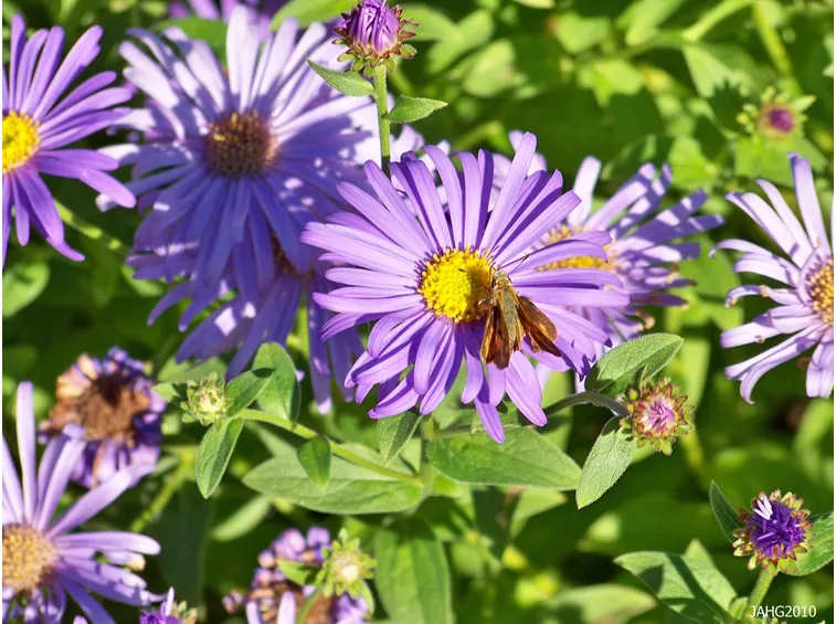 Settembrini Aster Frikartii
