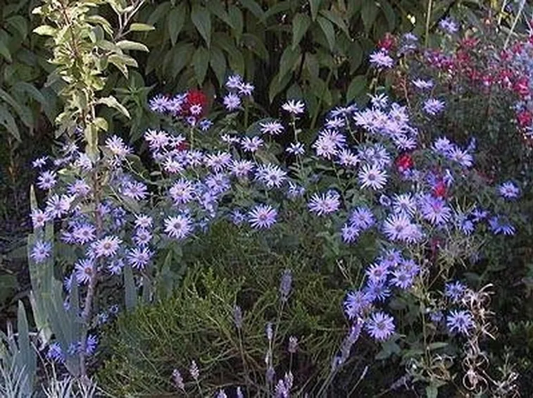 Settembrini Aster Frikartii