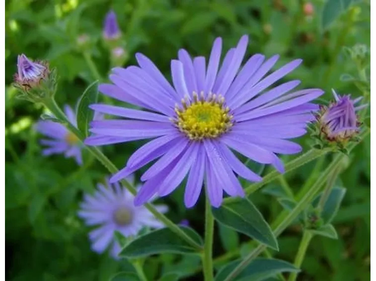 Settembrini Aster Frikartii
