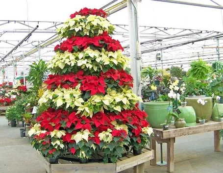 Ibridi di Poinsettia
