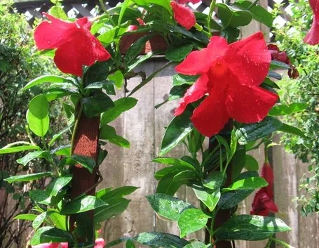 Sundevilla