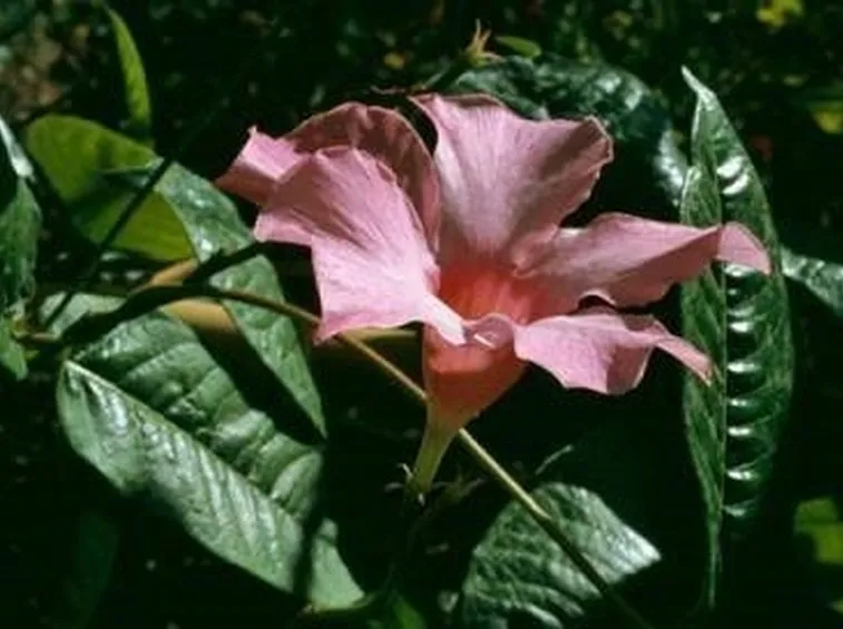 Sundevilla